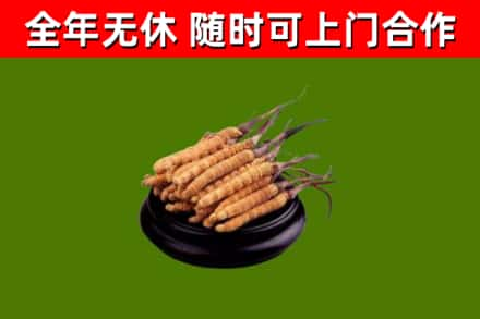 益阳回收冬虫夏草